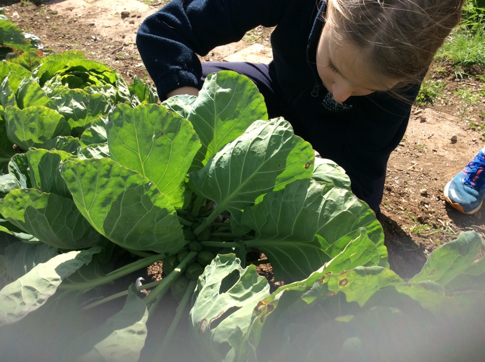 IMG_1401- cabbages
