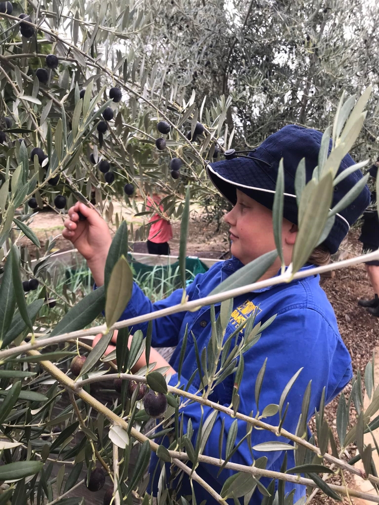 Olive Harvest - resized Rutherglen Primary School Kitchen/Garden Program